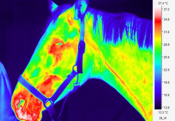 Thermal Image Scan of a Horse