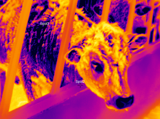 Thermal Imaging and Veterinary Medicine 